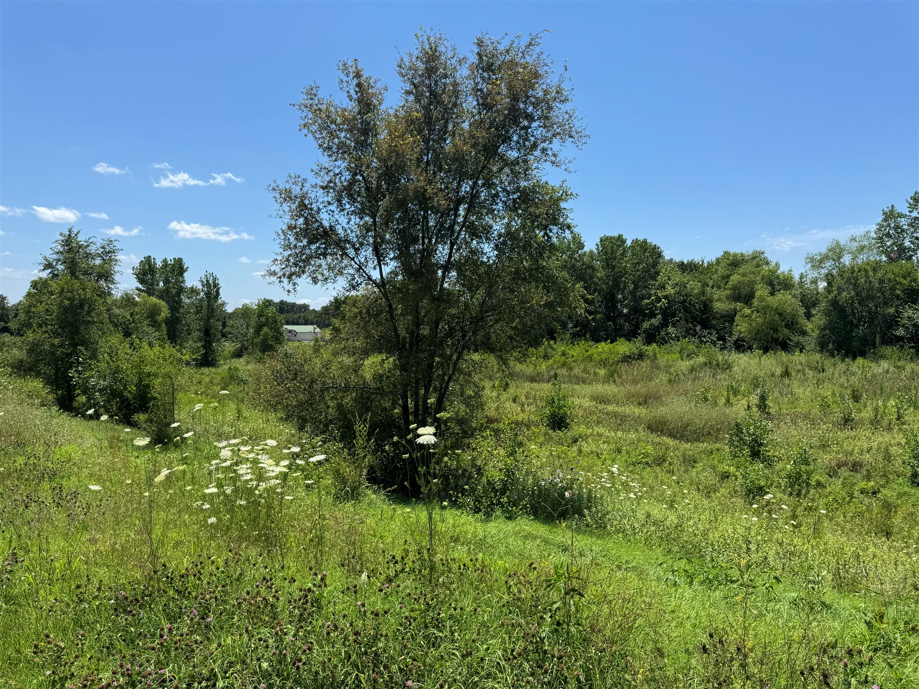 Overgrown environmental control pond with dense vegetation prior to NPDES-required maintenance